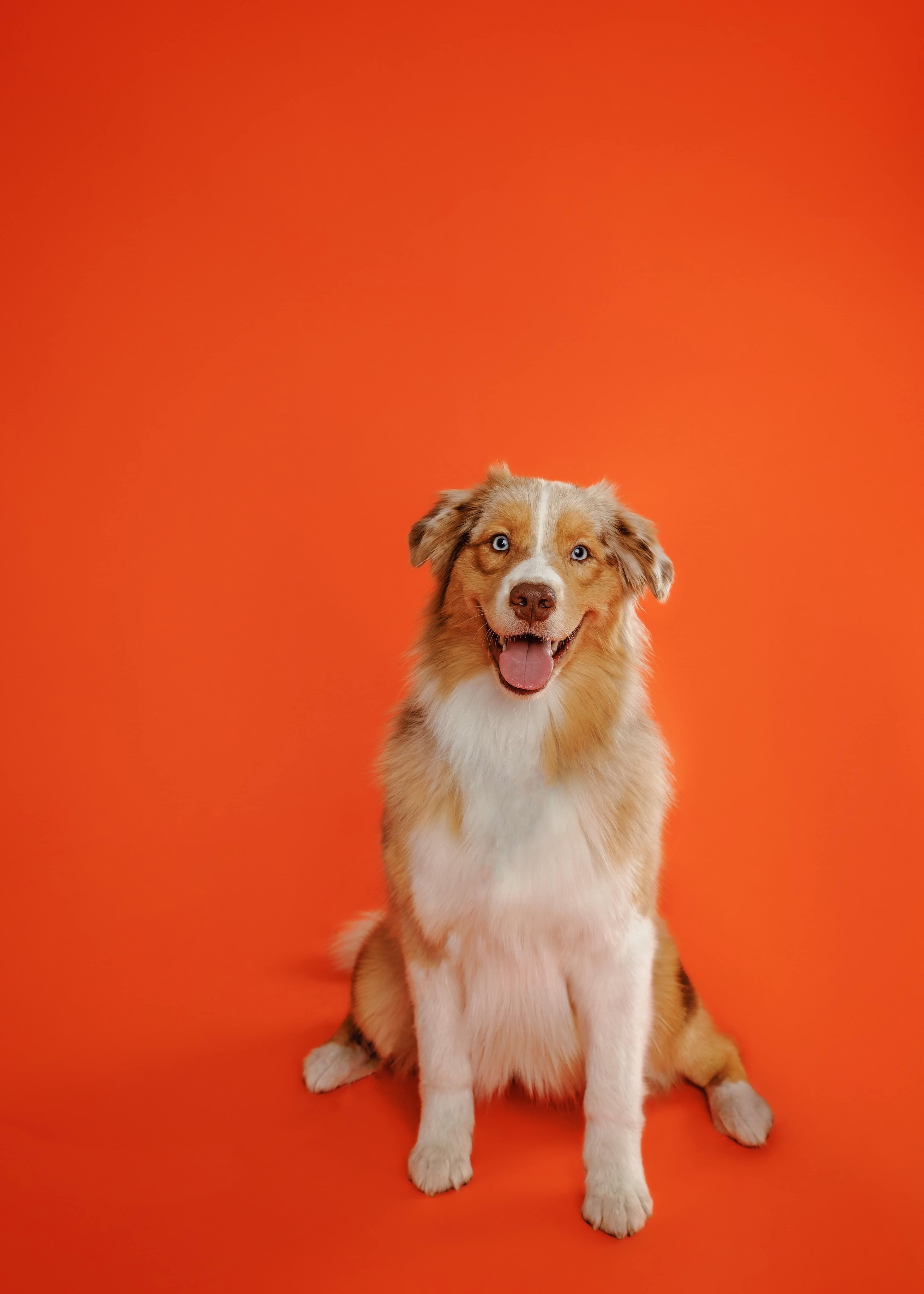 Dog looking at the camera waiting patiently for the Pawfields training team to tell him to "come". Learn about Pawfields training and care by contacting us today!