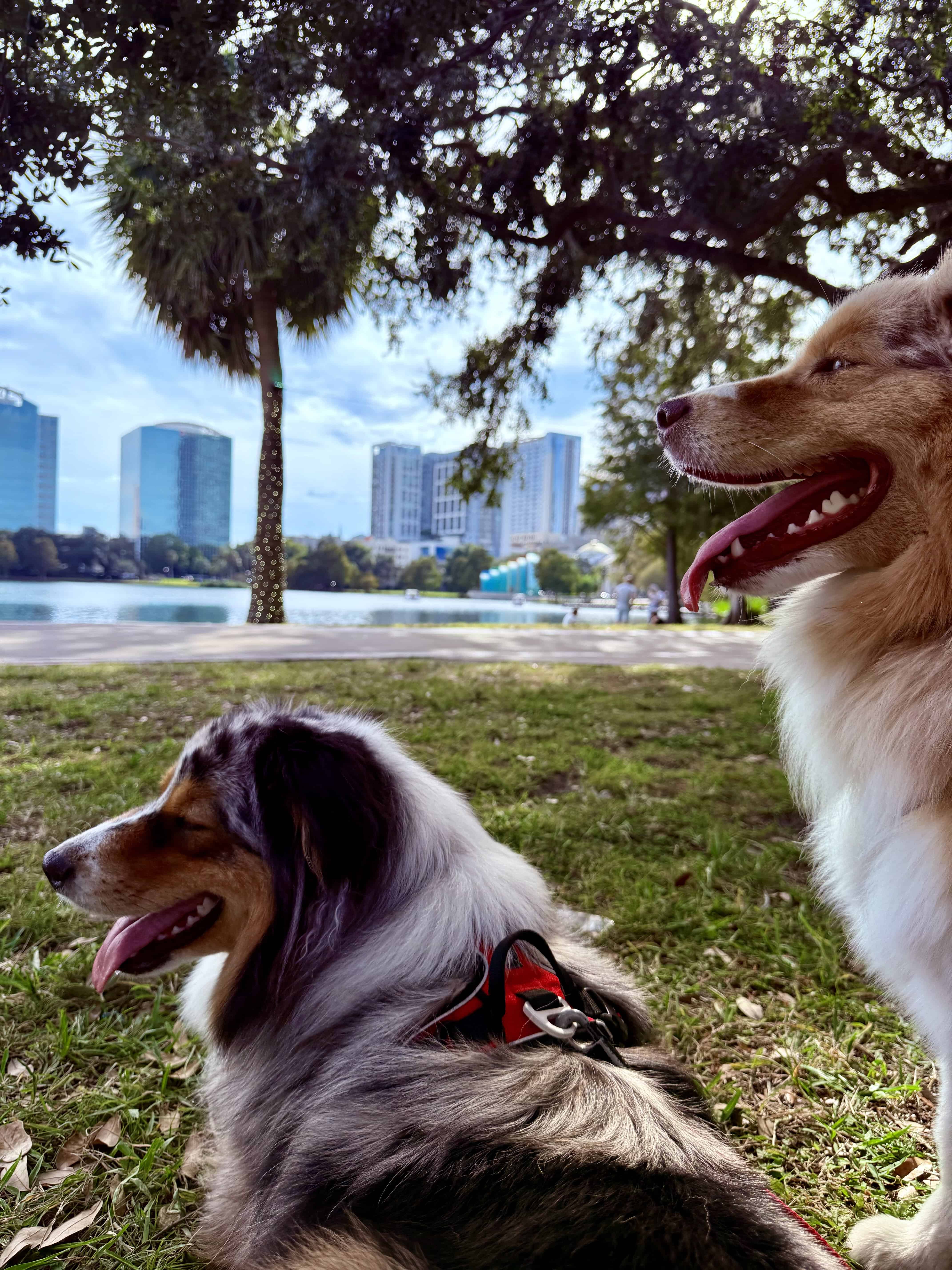 Two dogs taking a break from their walk by the lake in Florida. Contact Pawfields today!