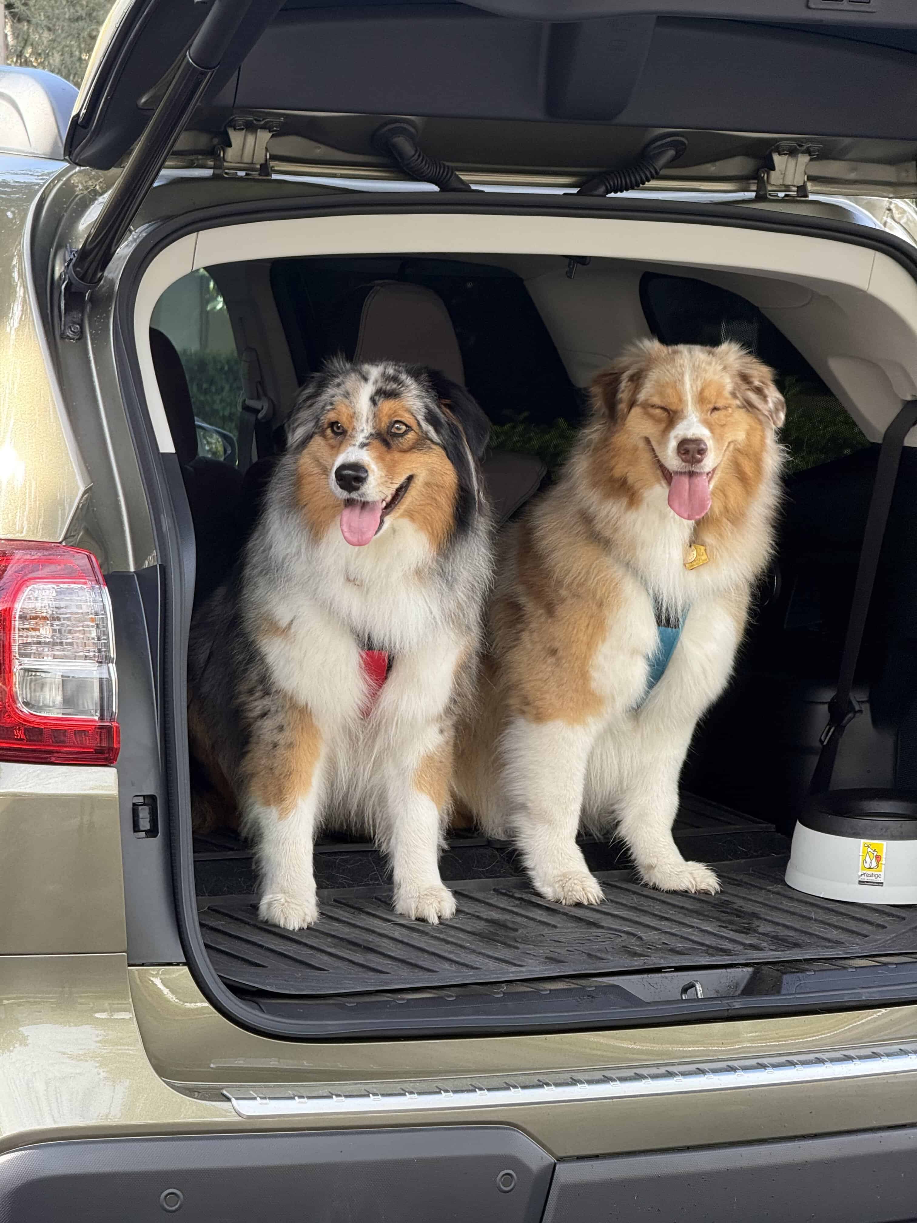 Are your dogs afraid of riding in the car? Help is on the way! We work with your dog to help get rid of nervousness and anxiety in the car. Reach out to Pawfields today!