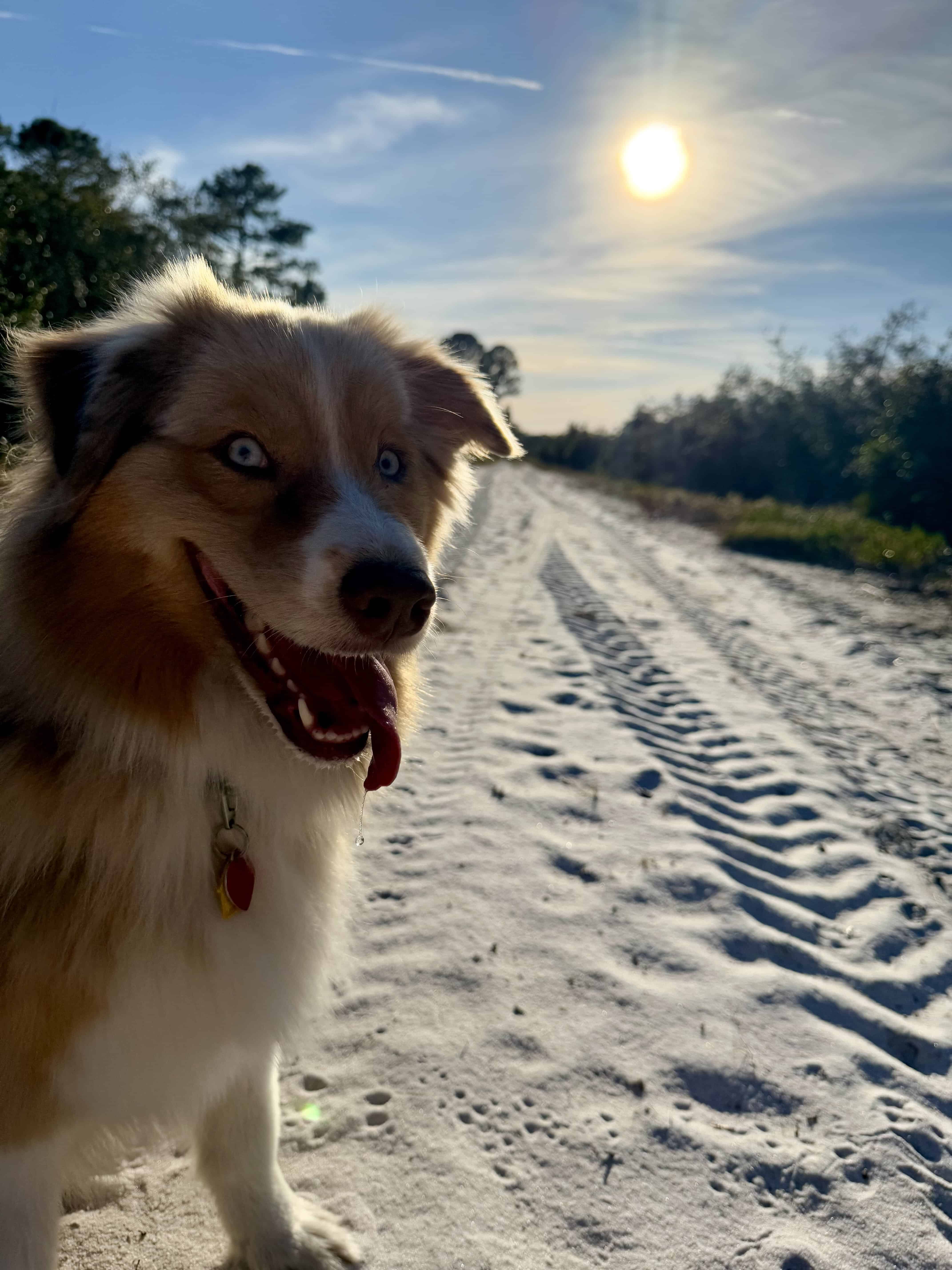 Does your pet have floor sensitivity issues? No problem! The Pawfields team will expose your dog to all kinds of different ground types including the sand!