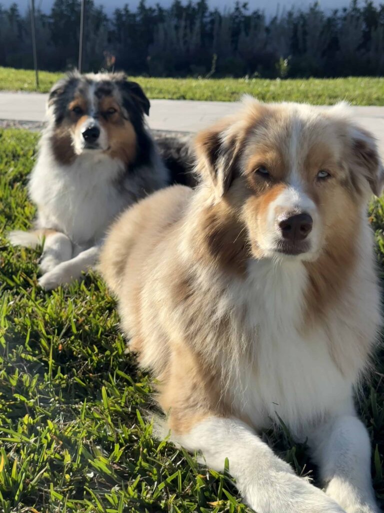 Dogs at a park with Clifford waiting patiently for lunch to be over. Pawfields will walk, feed, and clean up after your dog while you are at work.